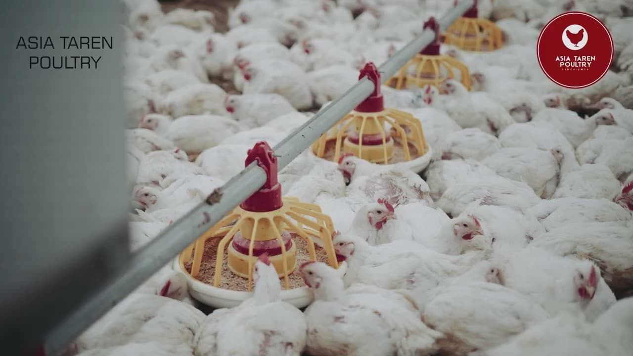 ASIA TAREN POULTRY 2