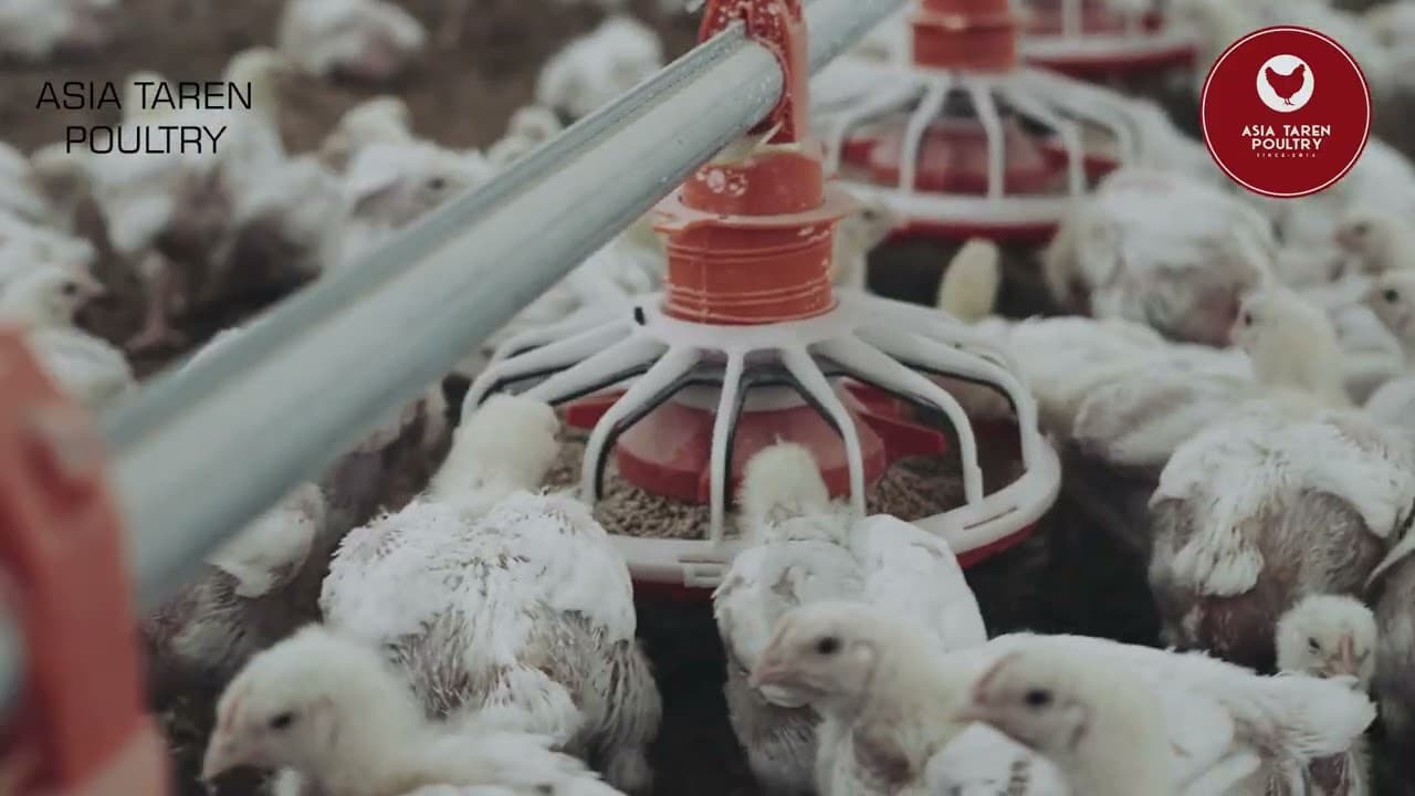 ASIA TAREN POULTRY